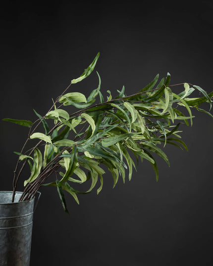 Eucalyptus Nicholii Spray