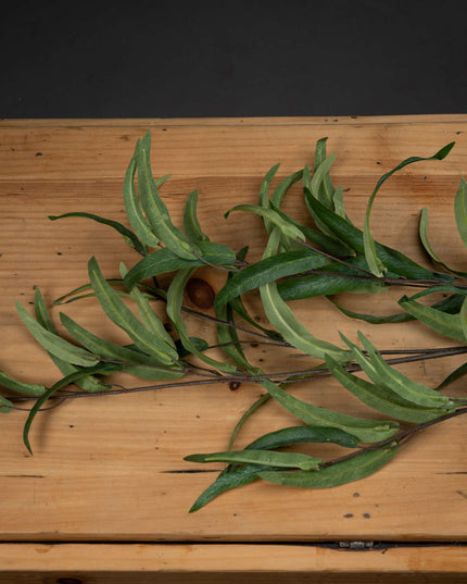 Eucalyptus Nicholii Spray
