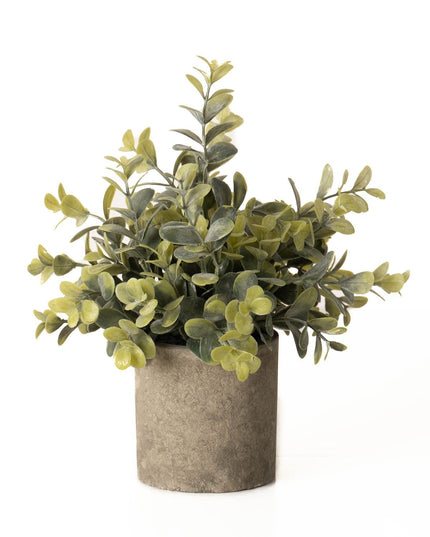 Eucalyptus Plant In Stone Effect Pot