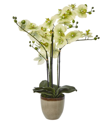 Extra Large Green Orchid In Ceramic Pot