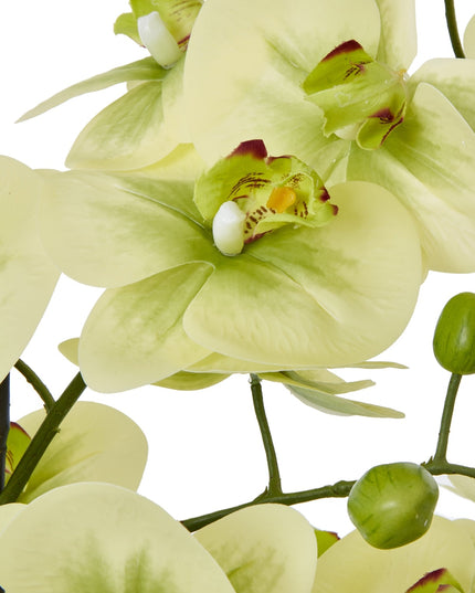 Extra Large Green Orchid In Ceramic Pot