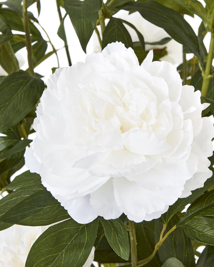 Extra Large White Peony Bush In Pot