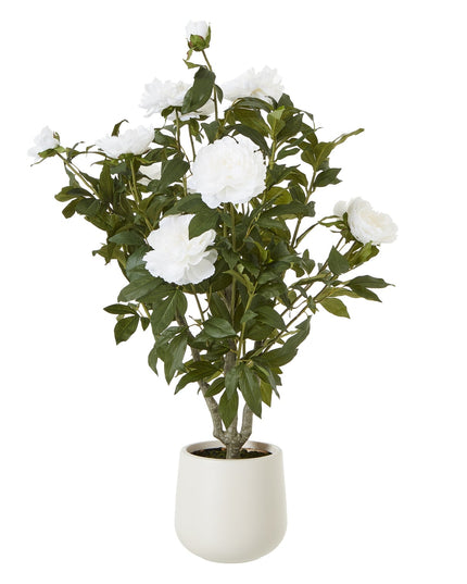 Extra Large White Peony Bush In Pot