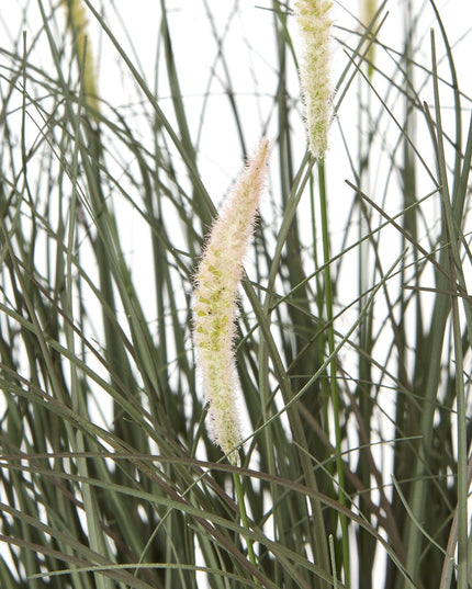 Fountain Grass Plant In Pot