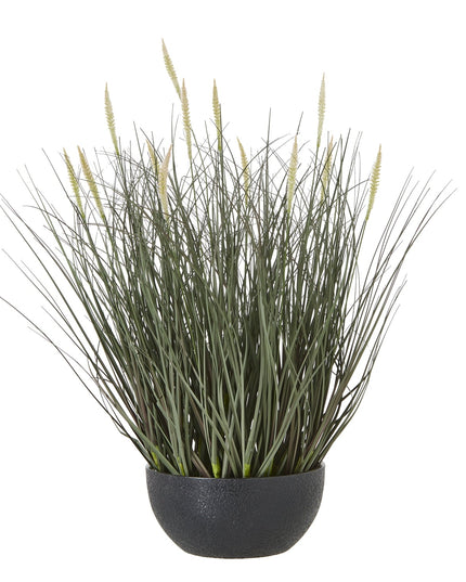 Fountain Grass Plant In Pot