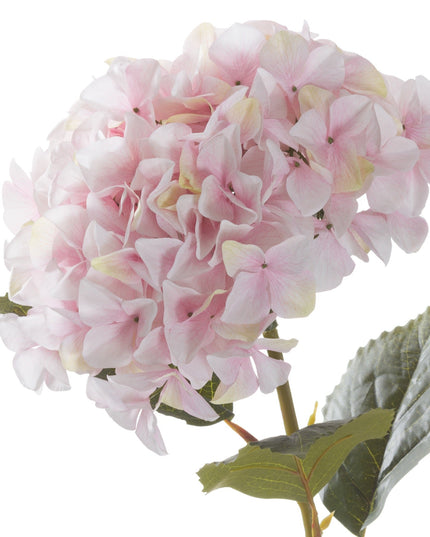 Giant Pink Hydrangea