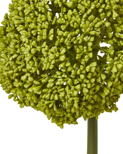 Green Allium Stem