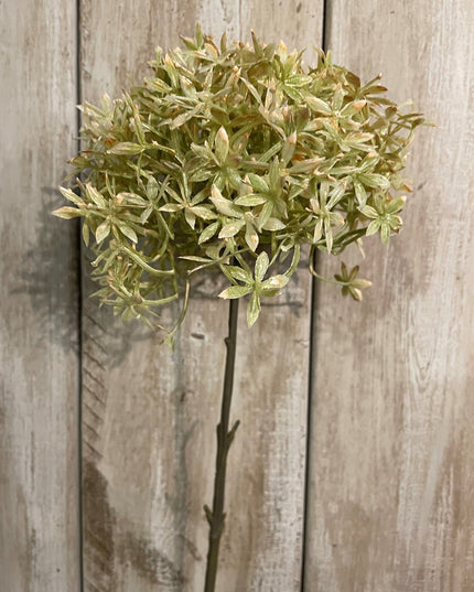 Green And Beige Allium