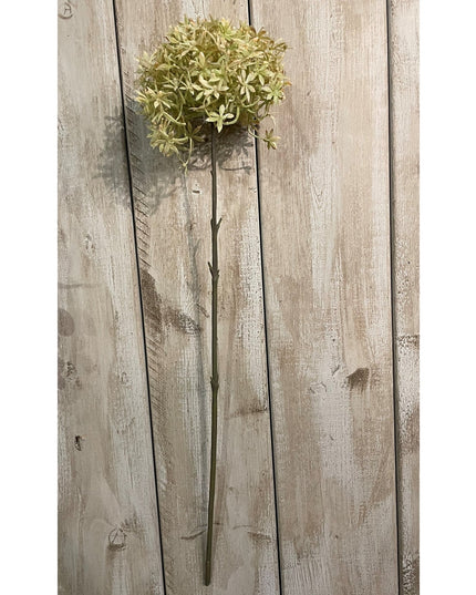 Green And Beige Allium