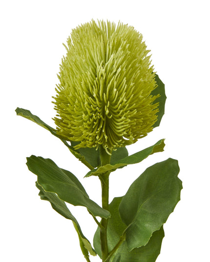 Green Banksia Stem