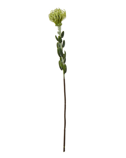 Green Pincushion Protea Spray