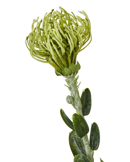 Green Pincushion Protea Spray