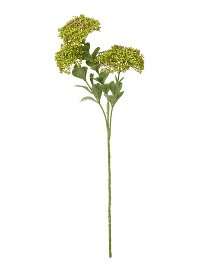 Green Sedum Spray