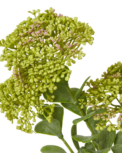 Green Sedum Spray