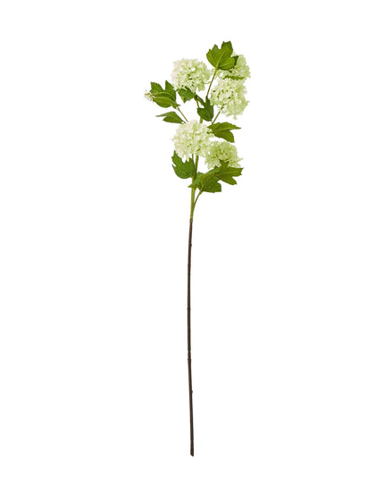 Green Snowball Viburnum Spray