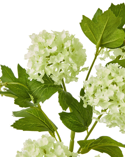 Green Snowball Viburnum Spray