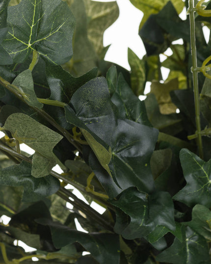 Ivy Pick