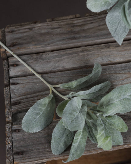 Lambs Ear Spray