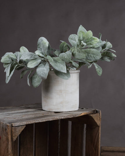 Lambs Ear Spray