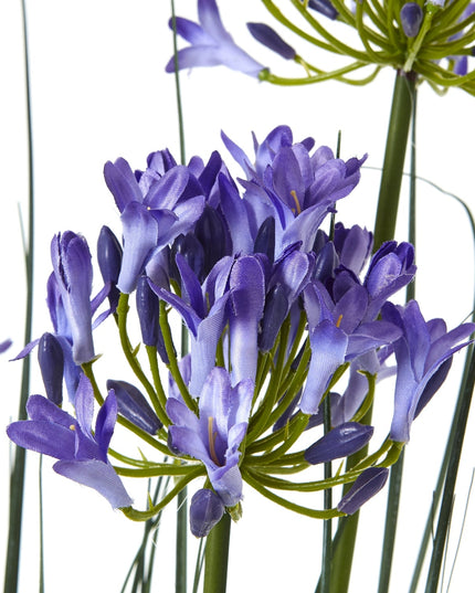 Large Blue Agapanthus Plant In Pot