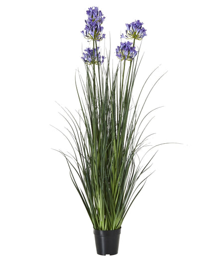 Large Blue Agapanthus Plant In Pot