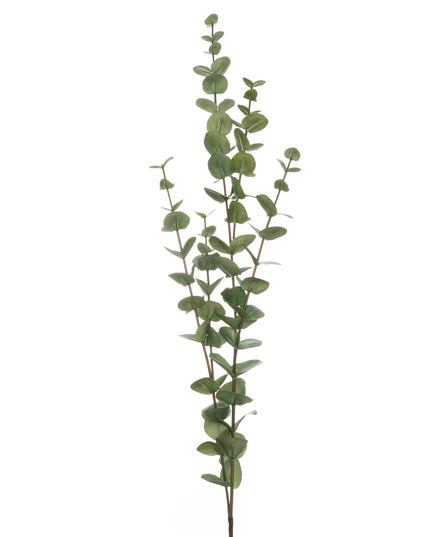 Large Cineraria Eucalyptus Spray