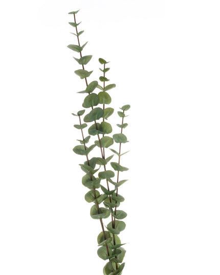 Large Cineraria Eucalyptus Spray
