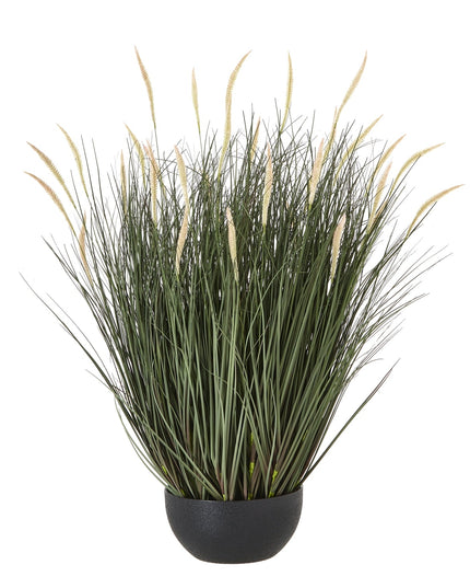 Large Fountain Grass Plant In Pot