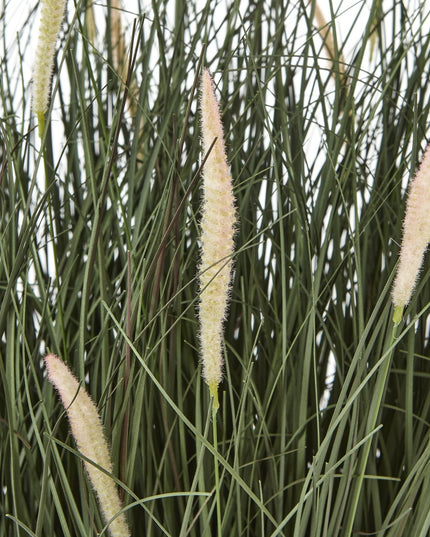 Large Fountain Grass Plant In Pot