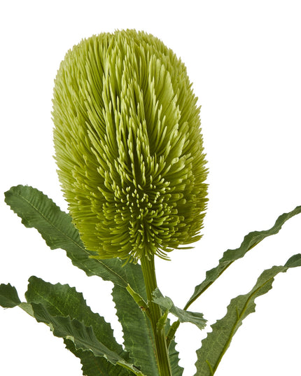 Large Green Banksia Serrata Stem