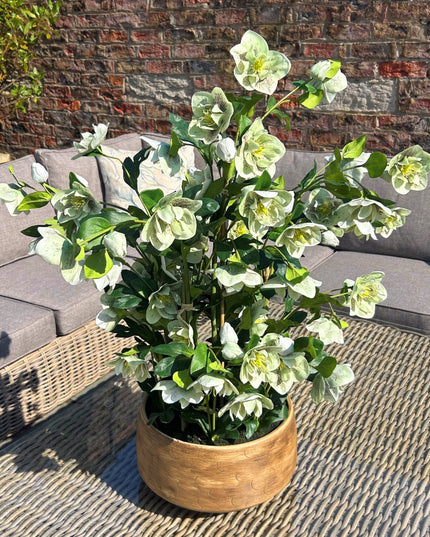 Large Green Hellebore in Taupe Pot