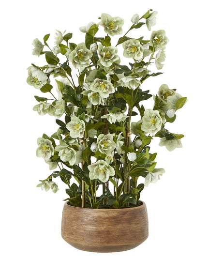 Large Green Hellebore in Taupe Pot