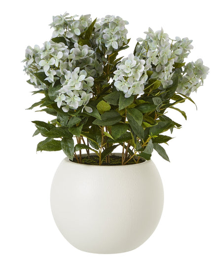 Large Green Hydrangea Plant In Pot