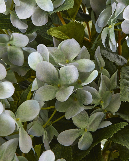 Large Green Hydrangea Plant In Pot