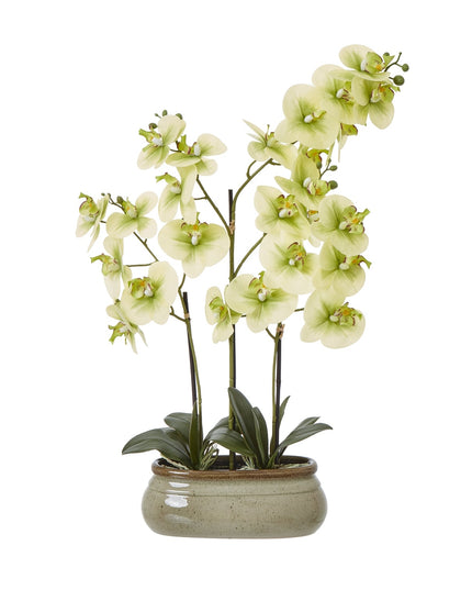 Large Green Orchid In Ceramic Pot