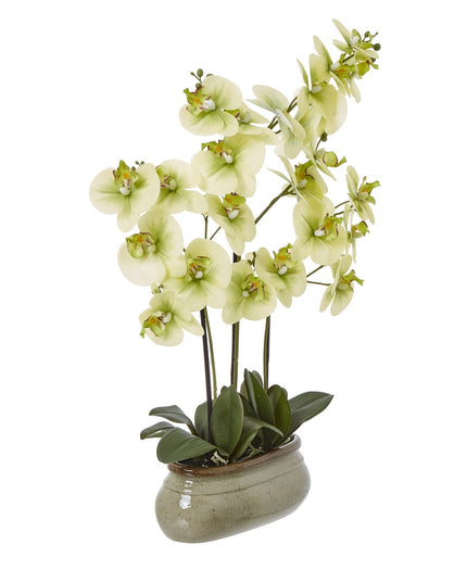 Large Green Orchid In Ceramic Pot