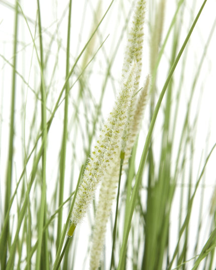 Large Onion Grass Plant In Pot