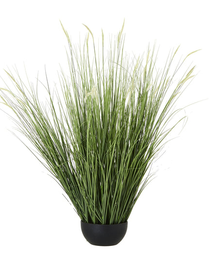 Large Onion Grass Plant In Pot
