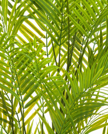 Large Paradise Potted Palm