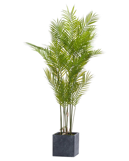 Large Paradise Potted Palm