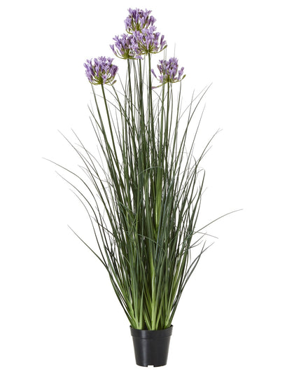 Large Purple Agapanthus Plant In Pot