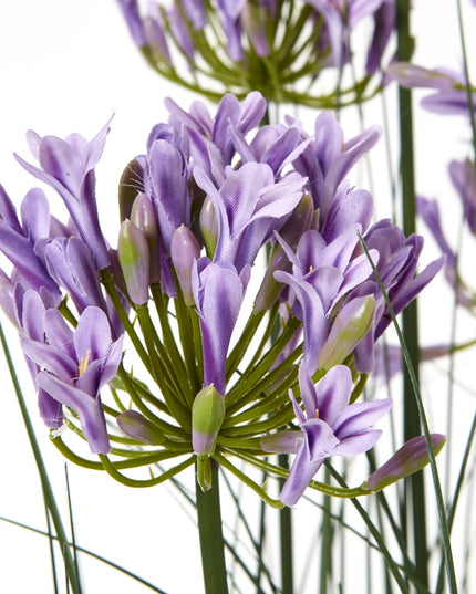 Large Purple Agapanthus Plant In Pot
