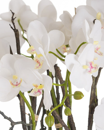 Large Stone Potted Orchid With Roots