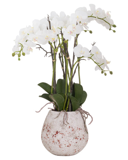 Large Stone Potted Orchid With Roots