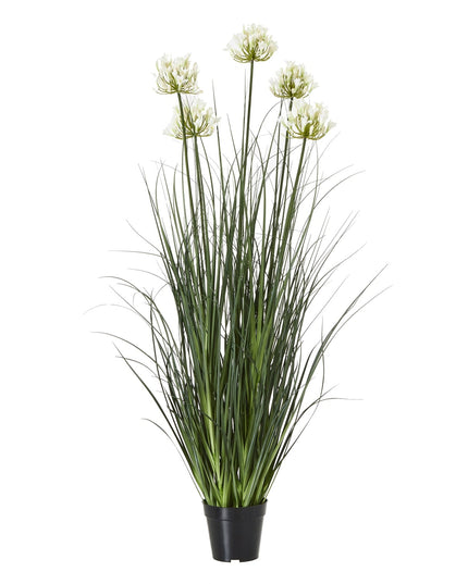 Large White Agapanthus Plant In Pot