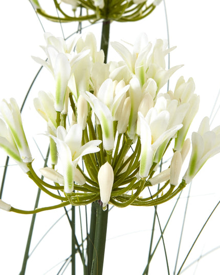 Large White Agapanthus Plant In Pot