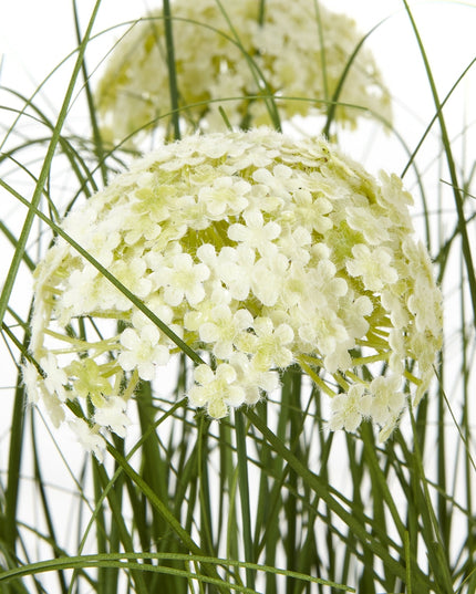 Large White Allium Plant In Pot