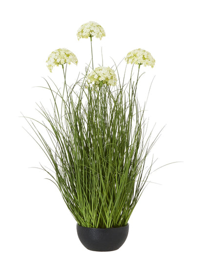 Large White Allium Plant In Pot