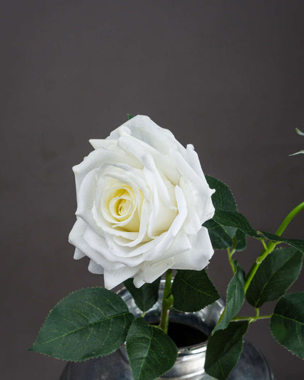 Large White Garden Rose
