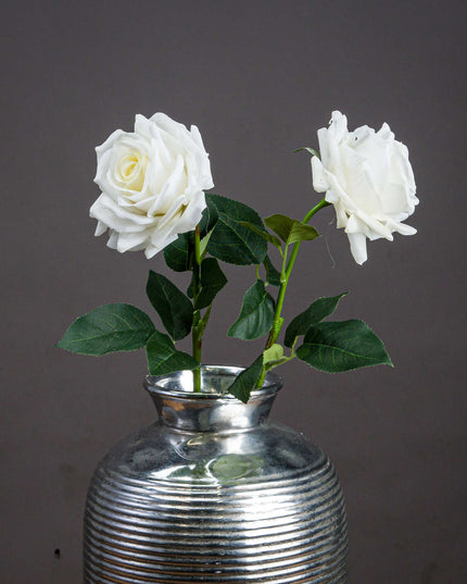 Large White Garden Rose